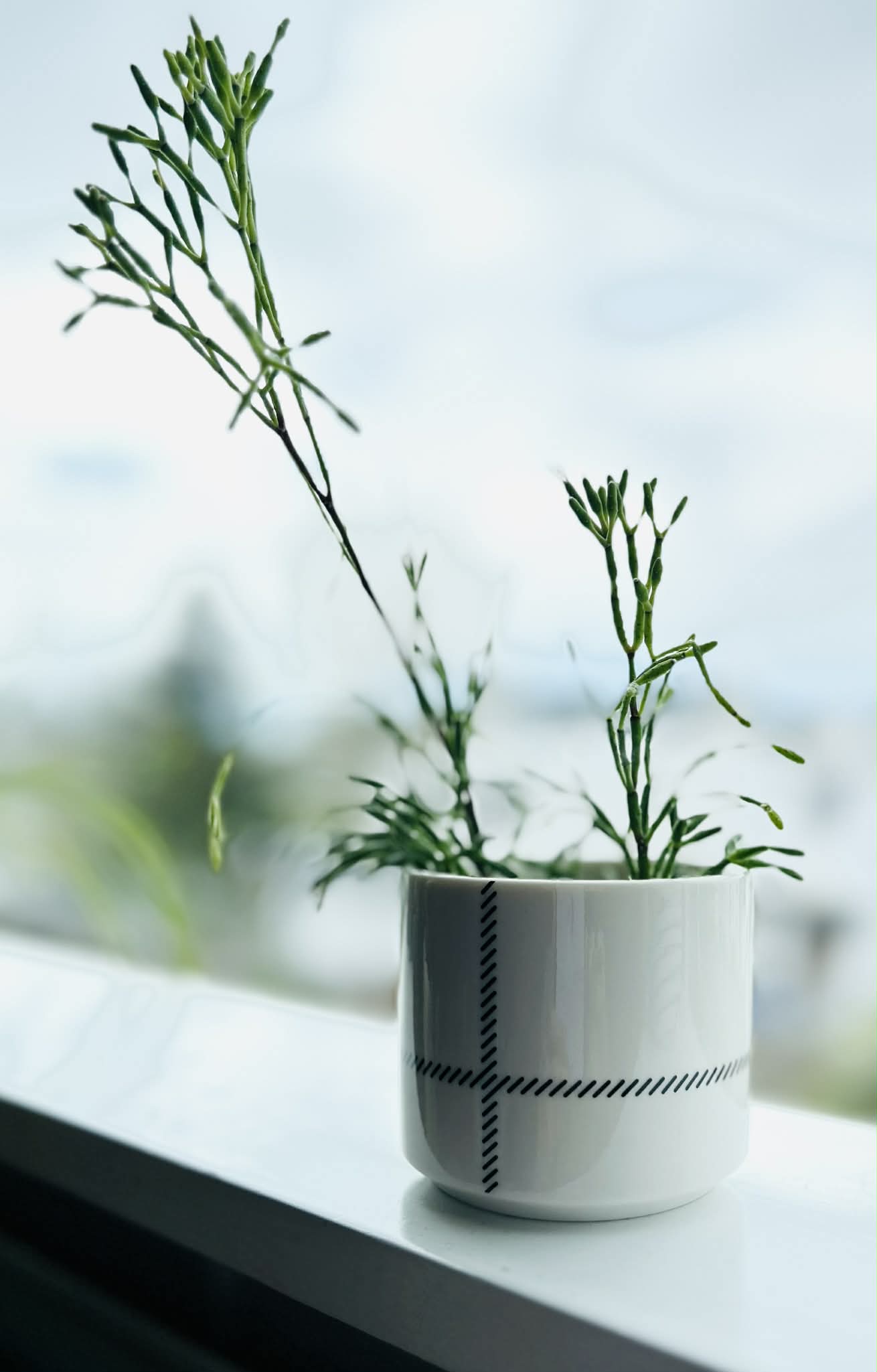 3 pk Gjafasett ilmkerti Fjara, Cottage, Bast